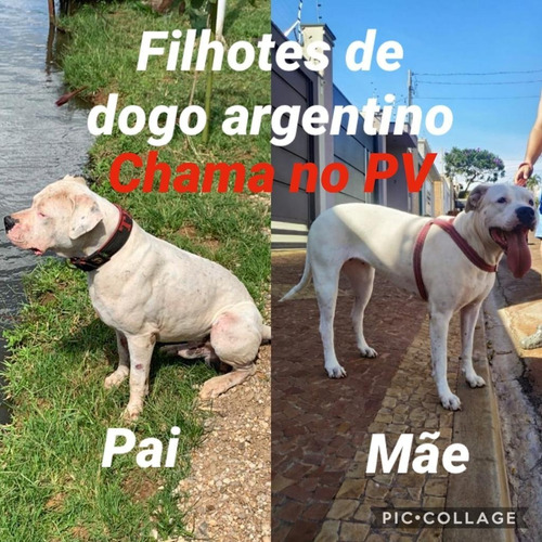 Dogo Argentino Padrao Cbkc