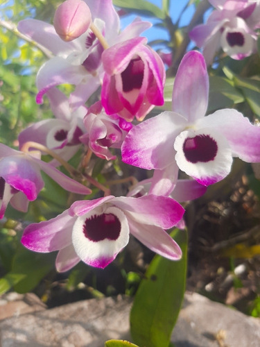 Orquideas Dendrobium