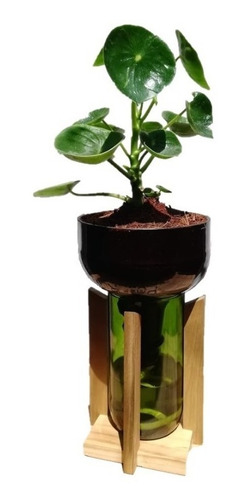 Peperomia Cuchara Little Plant 27 Con Soporte