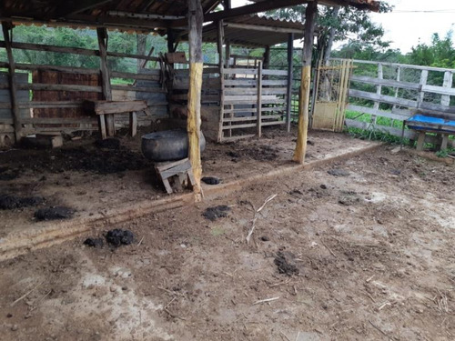 Fazenda Para Venda Em Nova União, Fazendinha, 4 Dormitórios, 1 Banheiro - F14_1-1023508