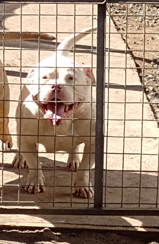 American Bully Hembra Abkc
