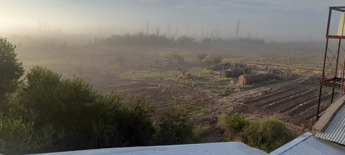 Única Finca Autónoma 4 Has. (mas 12.5 Has. Opción) G Alvear Mendoza. 100% En Producción. Amplia Casa Dos Plantas. Podría Considerar Propuestas.