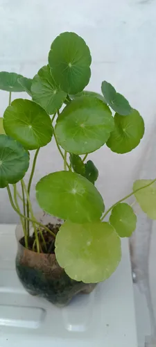 comprar Plantas De Lochita, Suculentas, Yerbabuena Y Otras.