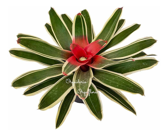 Bromelia Negra Neogeria Vrisea Plantas Jardim | MercadoLivre 📦