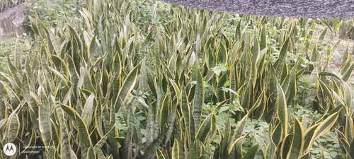 Sanseveria (espada De Rey) 50 Plantas