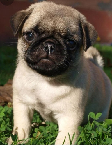 Bonitos Pug Cachorros Hermosos