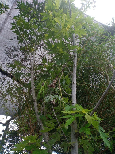 Imagen 5 de 9 de Acer Saccharum - Grande - Hermoso - E/caba Y Gba