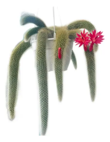 Planta Cactus Cola De Mono