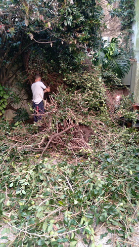 Imagen 9 de 10 de Servicio De Jardinería, Jardineros Profesionales A Domicilio