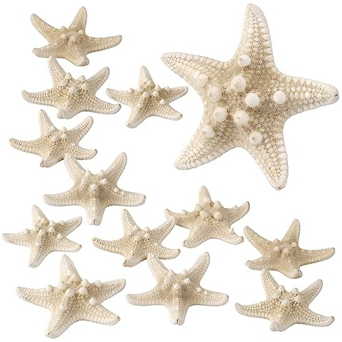 12 Pcs Estrella De Mar Natural 23  Manualidades Haciend...