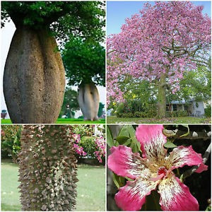 15 Sementes Paineira Rosa Bonsai Ceiba Speciosa Árvore 