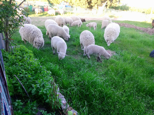 Ovejas Preñadas 