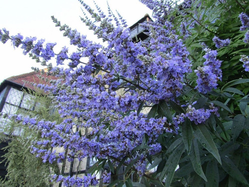 200 Ml Agnus Castus Sauzgatillo Tintura Plantasi