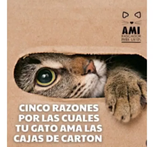 Gatitos reversibles mercado libre hot sale