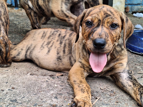 Fila Brasileiro Tigrado