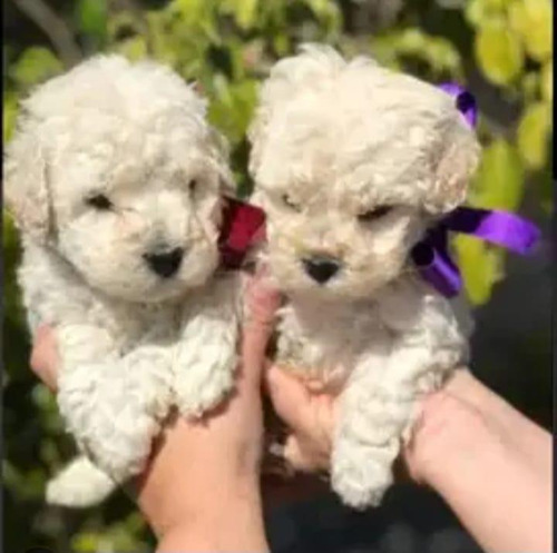 Macho Caniche - Encanto En Miniatura Crema
