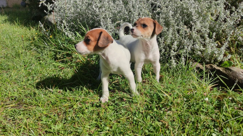 Cachorros Fox Terrier