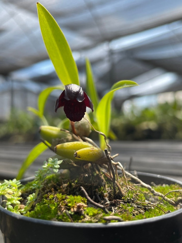 Mini Orquídea Negra (maxillaria Schunkeana) Sem Flor Rara | Parcelamento  sem juros