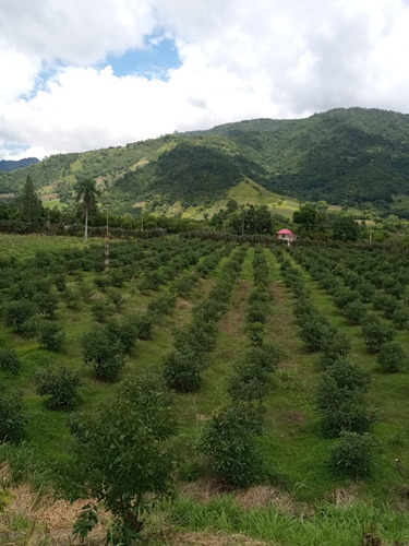 Terreno En San José De Ocoa