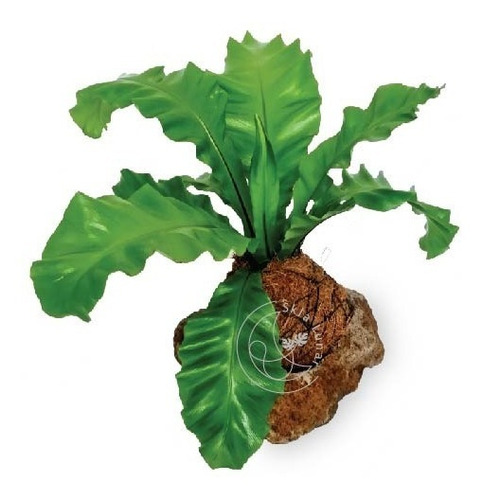 Kokedama Nido De Ave