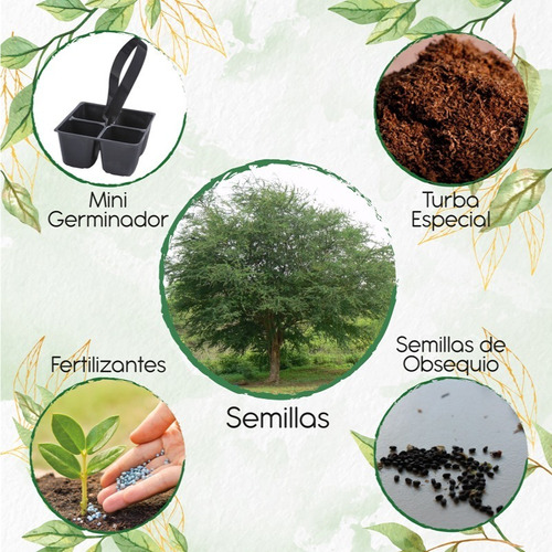 25 Semillas De Árbol Payande + Mini Kit De Germinación