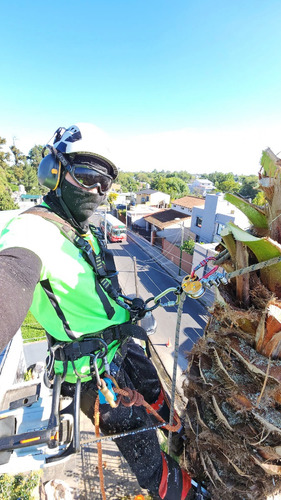 Poda De Arboles Tala Extracciones De Raiz Escalador Palmeras
