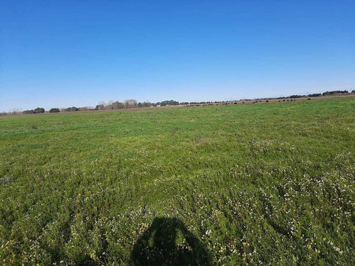 Imagen 2 de 7 de Venta Campo Agricola Ruta 2 El Peligro 198 Hectareas