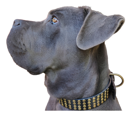 Collar Cuero Perro Negro Tachas Bronce L