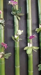 comprar Vivero Materos Porrones Para Captus De Bambú Y De Madera.