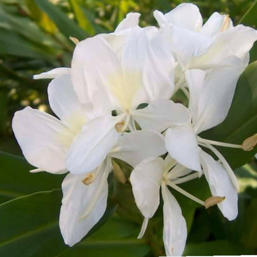 Caña De Ámbar, Flor Mariposa. Hedychium Coronarium