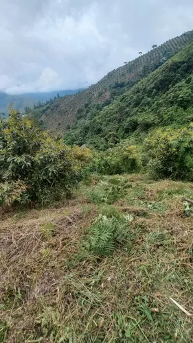 Vendo Finca De 45 Hectares O 71 Cuadras Sembradas En Aguacate Hass En Genova Quindio