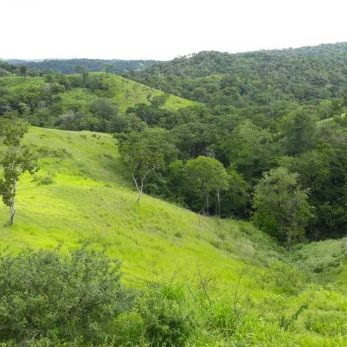 Imagen 15 de 20 de Finca Productiva Para Cria De Porcinos En Parapara De Ortiz