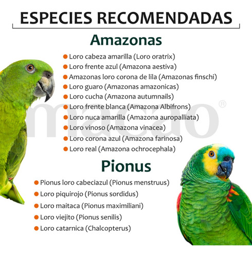 Alimento Macao Loro Amazona Cacatúa, Papilla 1k+ Croqueta 1k