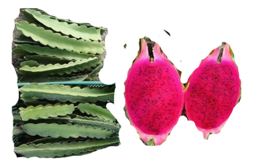 Esqueje De Pitajaya Orcaponis Purpura