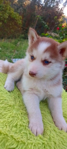 Cachorros Husky Machos Y Hembras(vacunados Y Desparasitados)