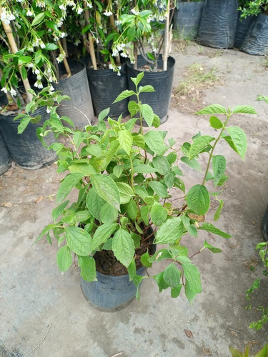 Celinda, Celindas, Celindo, Flor De Angel, Philadelphus 5lts