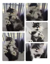 Comprar Gato Persa