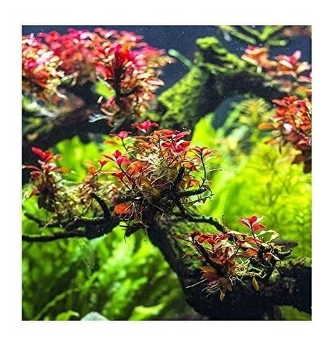 Ludwigia Sp. Mini Red  - Aquaplante - In Vitro