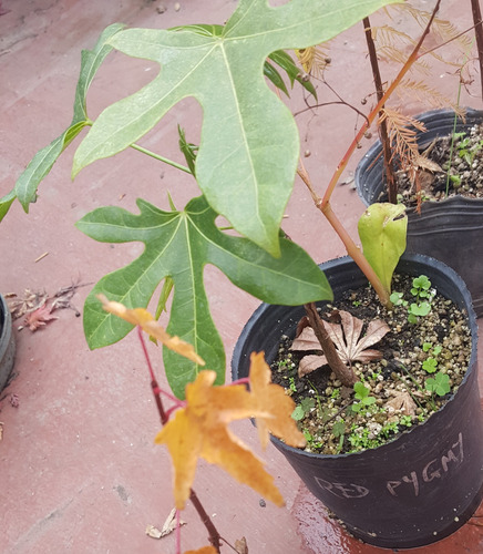 Planta De Brachychiton Acerifolius Arbol De Brachichito.