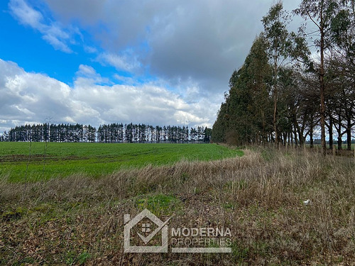 Campo 964 Ha. Con Uva, Forestal Y Forraje