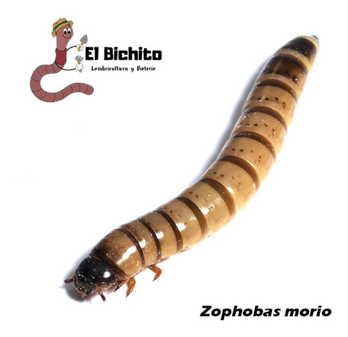 Zophobas Morio X 1000 Alimento Vivo Gusanos
