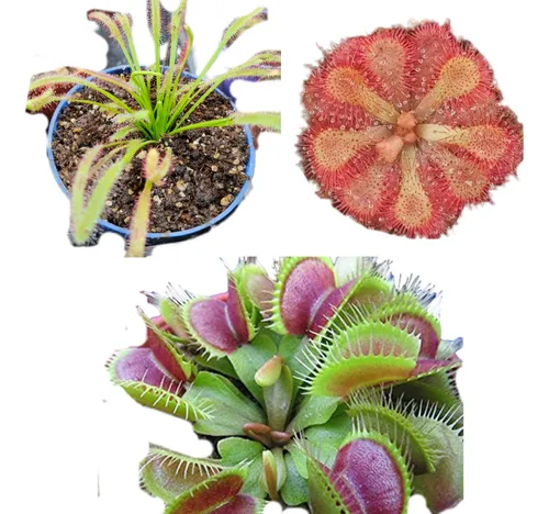 comprar Venus Atrapamoscas De 2 Años + 2 Plantas Carnívoras Adultas.