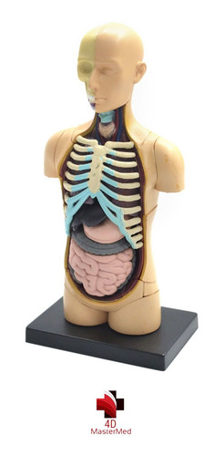 Modelo Do Corpo Humano - Torso 26051 - 4d Master Anatomia