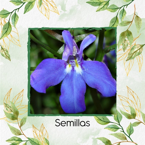 25 Semillas De Flor Lobelia Erinus Compacta