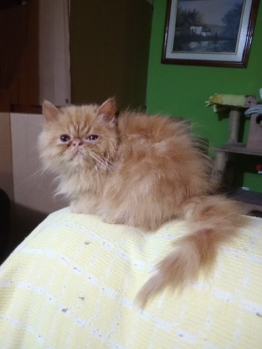 Imagen 5 de 6 de Gatita Persa Hembra
