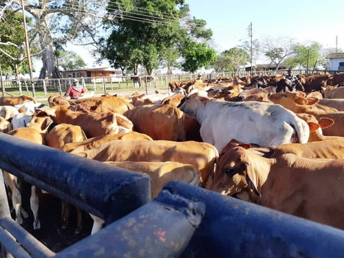 Imagen 5 de 14 de Fabulosa Finca En Maturin