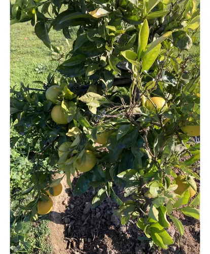 Venta Agrícola San Francisco De Limache