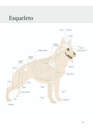 Enciclopedia De Perros De Raza Mas De 160 Editorial Trillas