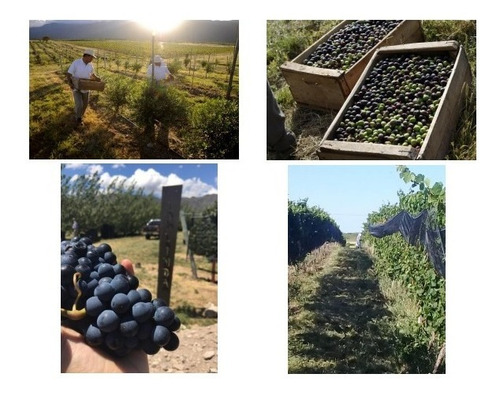 Imagen 2 de 4 de En Venta 1.800 Ha Campo El Salto San Luis