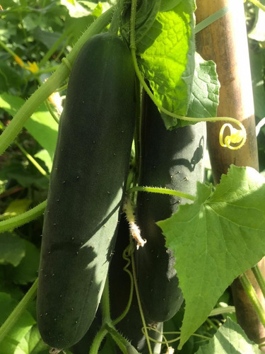 Semillas de pepino híbridas Aladdin Topseed 1000 semillas